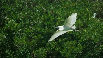 Sovuq to'lqinni kutib oling va issiqlikni himoya qiling - janubiy mintaqa ele...